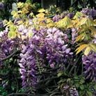standard Chinese wisteria
