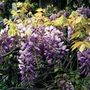 standard Chinese wisteria