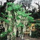 standard Chinese wisteria