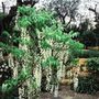 standard Chinese wisteria