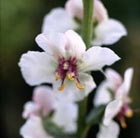 moth mullein