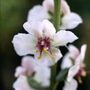 moth mullein