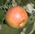 apple