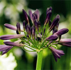 African lily
