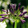African lily