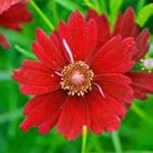 tickseed