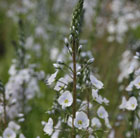 speedwell