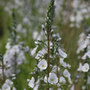 speedwell