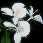 ginger lily