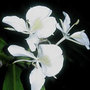 ginger lily