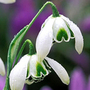 double snowdrop