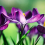 early crocus