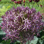 star of Persia