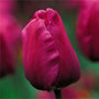 Tulipa 'Negrita' (triumph tulip bulbs)