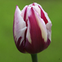 triumph tulip