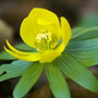 winter aconite
