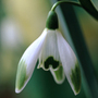 snowdrop