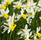 daffodil