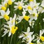 daffodil