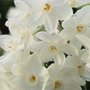 paperwhite daffodil