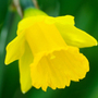 species daffodil    The Tenby daffodil