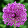 Dutch garlic