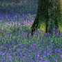 bluebell