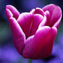 triumph tulip