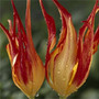 Species Tulip