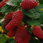 tayberry