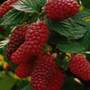 tayberry