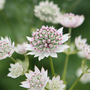 masterwort