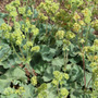 lady's mantle