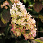 hydrangea