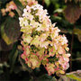 hydrangea