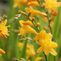 montbretia