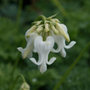 bleeding heart