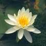 water lily
