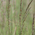 purple moor grass