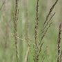 purple moor grass