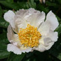 paeony / peony