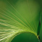 squirrel tail grass