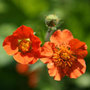avens