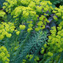 spurge