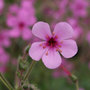 cranesbill
