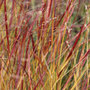 switch grass