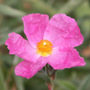 rock rose