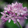 American onion