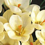 crocus