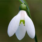 giant snowdrop